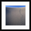 Sidewinder Tracks in Sand Dune by Anonymous