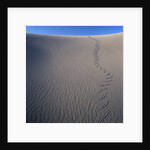 Sidewinder Tracks in Sand Dune by Anonymous