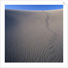 Sidewinder Tracks in Sand Dune by Anonymous