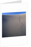 Sidewinder Tracks in Sand Dune by Anonymous