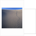 Sidewinder Tracks in Sand Dune by Anonymous