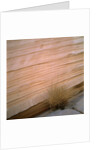 Sandstone Cliff by Anonymous