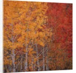 Deciduous Trees in Autumn by Anonymous
