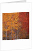 Deciduous Trees in Autumn by Anonymous