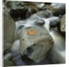 Flowing River by Anonymous