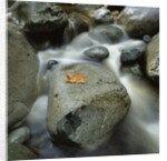 Flowing River by Anonymous