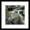 Flowing River by Anonymous
