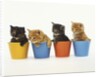 Four Kittens in Plastic Cups by Anonymous