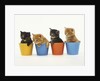 Four Kittens in Plastic Cups by Anonymous