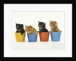 Four Kittens in Plastic Cups by Anonymous