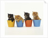 Four Kittens in Plastic Cups by Anonymous