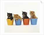 Four Kittens in Plastic Cups by Anonymous