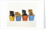 Four Kittens in Plastic Cups by Anonymous