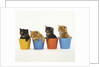 Four Kittens in Plastic Cups by Anonymous