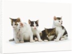 Litter of Kittens by Anonymous