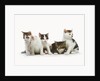 Litter of Kittens by Anonymous