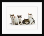 Litter of Kittens by Anonymous