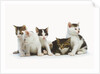 Litter of Kittens by Anonymous