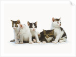Litter of Kittens by Anonymous