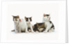 Litter of Kittens by Anonymous