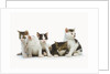 Litter of Kittens by Anonymous