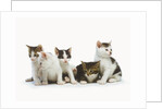 Litter of Kittens by Anonymous