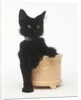 Black Kitten Sitting in Plant Pot by Anonymous