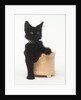 Black Kitten Sitting in Plant Pot by Anonymous