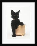 Black Kitten Sitting in Plant Pot by Anonymous