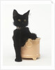 Black Kitten Sitting in Plant Pot by Anonymous