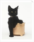 Black Kitten Sitting in Plant Pot by Anonymous