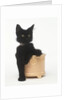 Black Kitten Sitting in Plant Pot by Anonymous