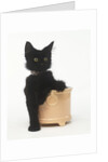 Black Kitten Sitting in Plant Pot by Anonymous