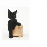 Black Kitten Sitting in Plant Pot by Anonymous