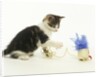 Kitten Playing with Cat Toy by Anonymous