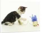 Kitten Playing with Cat Toy by Anonymous