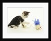 Kitten Playing with Cat Toy by Anonymous