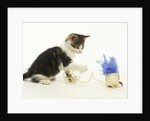 Kitten Playing with Cat Toy by Anonymous