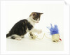 Kitten Playing with Cat Toy by Anonymous
