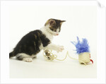 Kitten Playing with Cat Toy by Anonymous