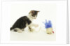 Kitten Playing with Cat Toy by Anonymous