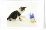 Kitten Playing with Cat Toy by Anonymous