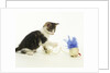 Kitten Playing with Cat Toy by Anonymous