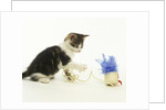 Kitten Playing with Cat Toy by Anonymous