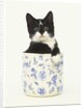 Black and White Kitten Sitting in Ceramic Jar by Anonymous
