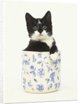 Black and White Kitten Sitting in Ceramic Jar by Anonymous