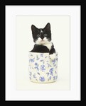 Black and White Kitten Sitting in Ceramic Jar by Anonymous