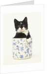 Black and White Kitten Sitting in Ceramic Jar by Anonymous