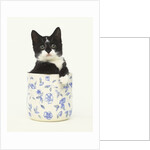 Black and White Kitten Sitting in Ceramic Jar by Anonymous