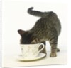 Kitten Exploring Teacup by Anonymous